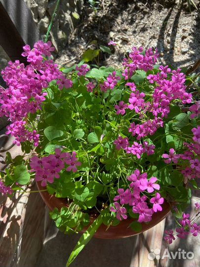 Кислица оксалис