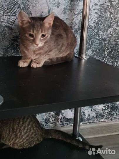 Котята в добрые руки бесплатно