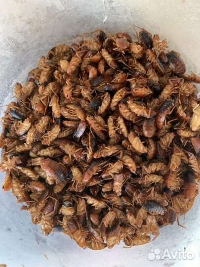 Замороженные сверчки, зофобас, тараканы