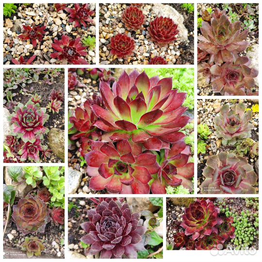 Молодило, Каменная роза