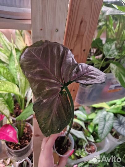 Сингониумы