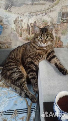 Отдам кота в добрые руки