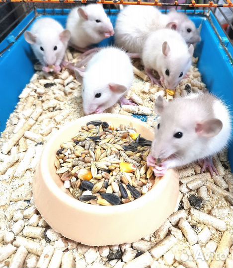 Крыса дамбо (крысята)
