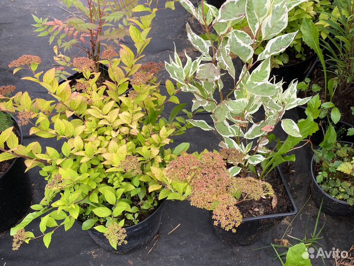 Гортензии и другие кустарники