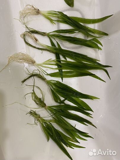 Эхинодорусы