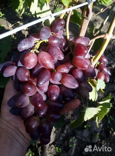 Саженцы винограда