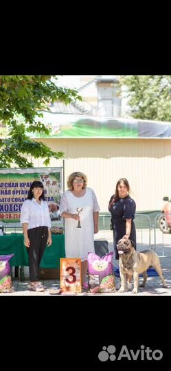 Сухой корм для собак Макси Говядина 15кг