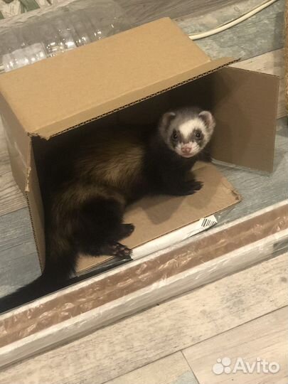 Хорьки с клеткой