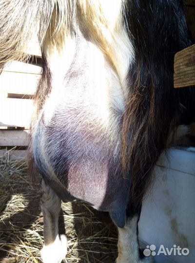 Коза дойная