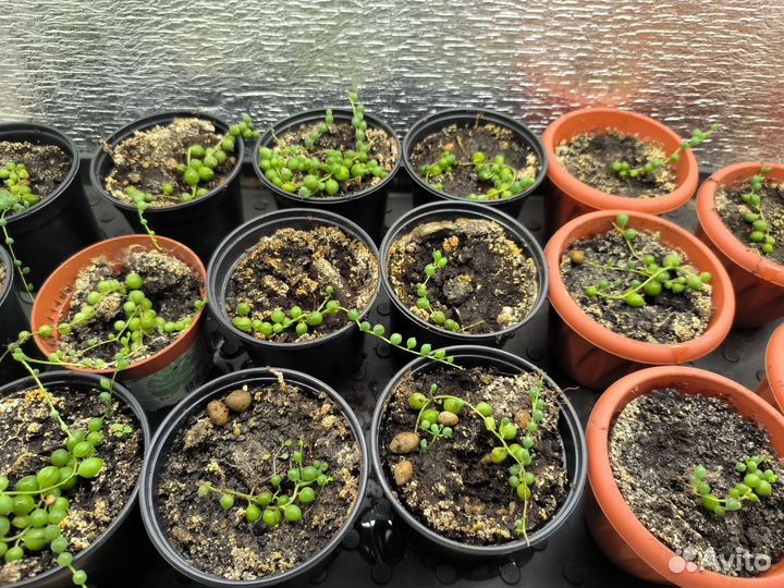 Крестовник роули