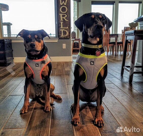 Жилет для собак охлаждающий L True Love