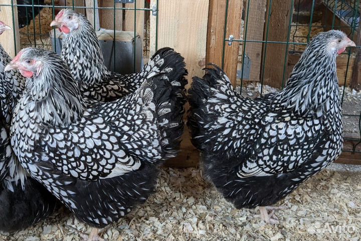 Цыплята Виандот серебро