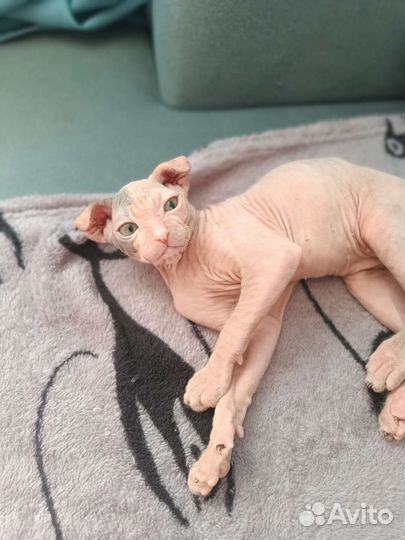 Сфинкс котенок, Левкой