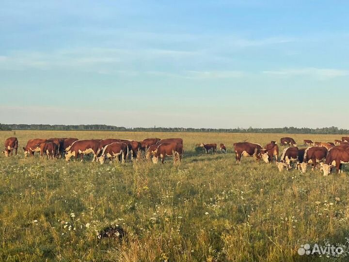 Бычки на откорм