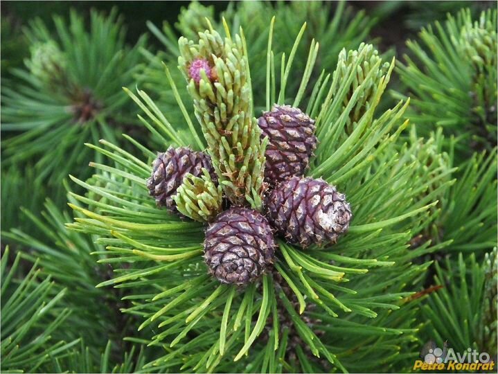 Сосна горная Мугус и Пумилио, семена