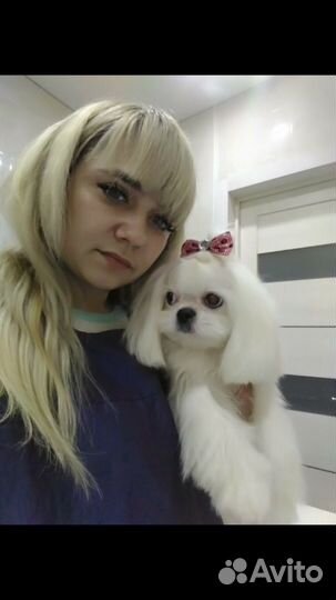 Стрижка собак и кошек