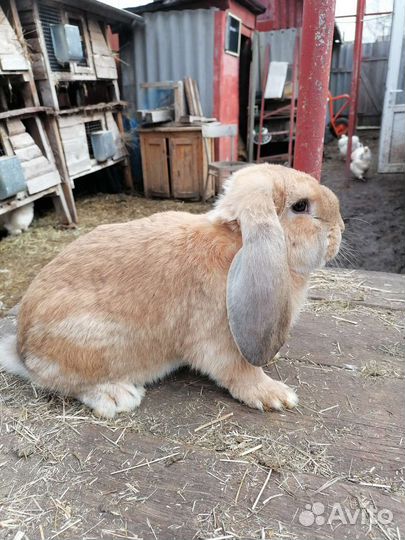 Французский баран