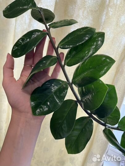 Замиокулькас