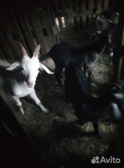 Коза козлы козлята