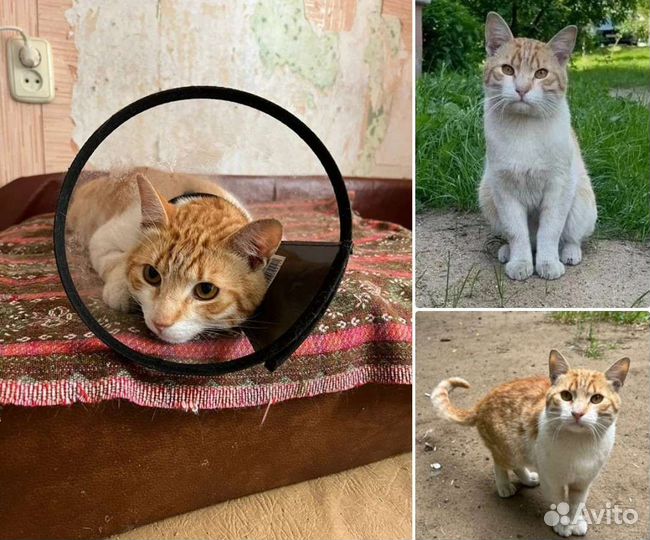 Рыжик живет в переноске, на улицу ему нельзя