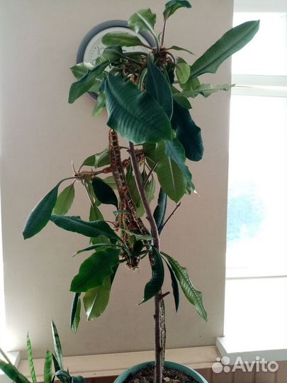 Комнатные растения