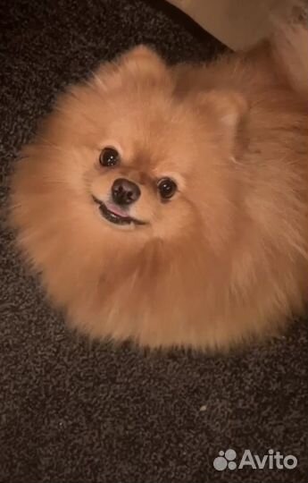 Померанский шпиц вязка кобель