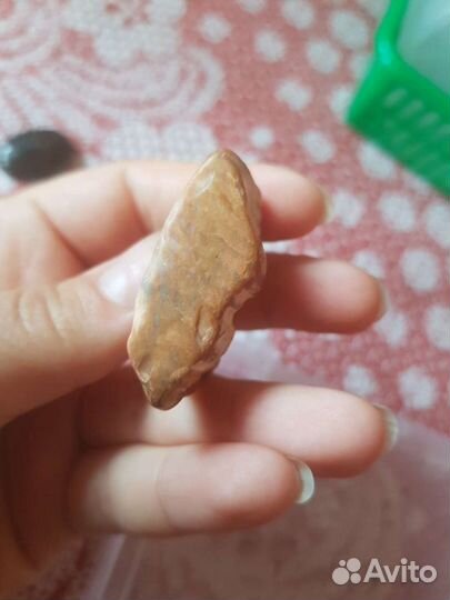 Окаменелое дерево Крым