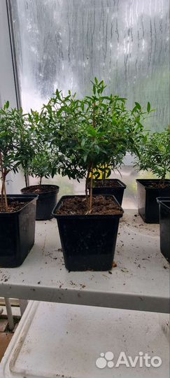 Комнатные растения цветы