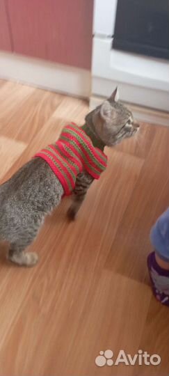 Свитер для кошки