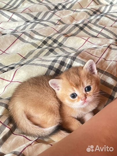 Котята золотая шиншилла