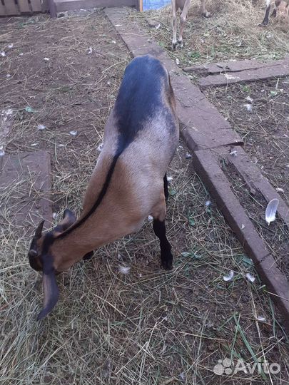 Козочка 3.5 месяца