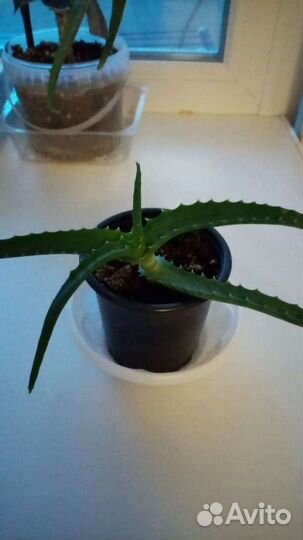 Алоэ лечебный, каланхоэ леч, золотой ус