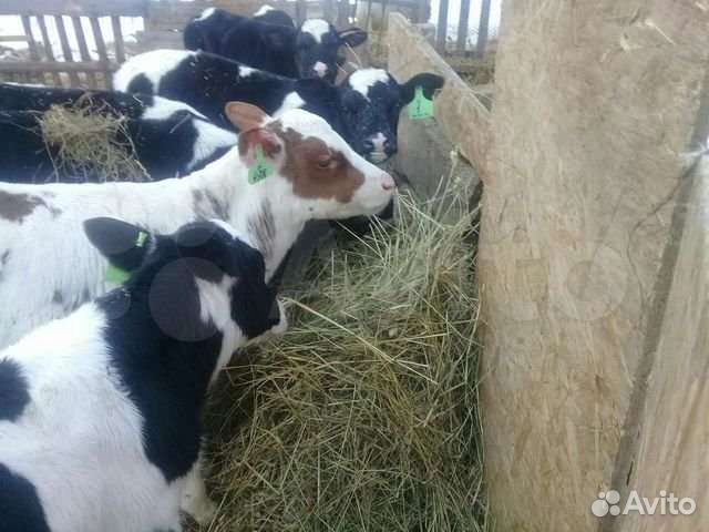 Телята мясные