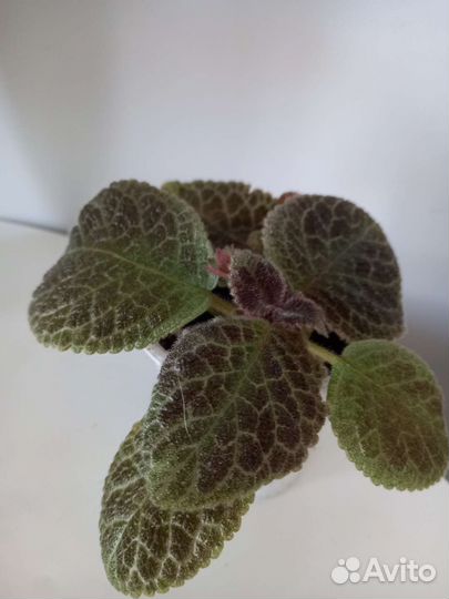 Комнатные цветы эписция