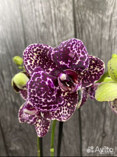 Орхидея Lioulin Vild Cat