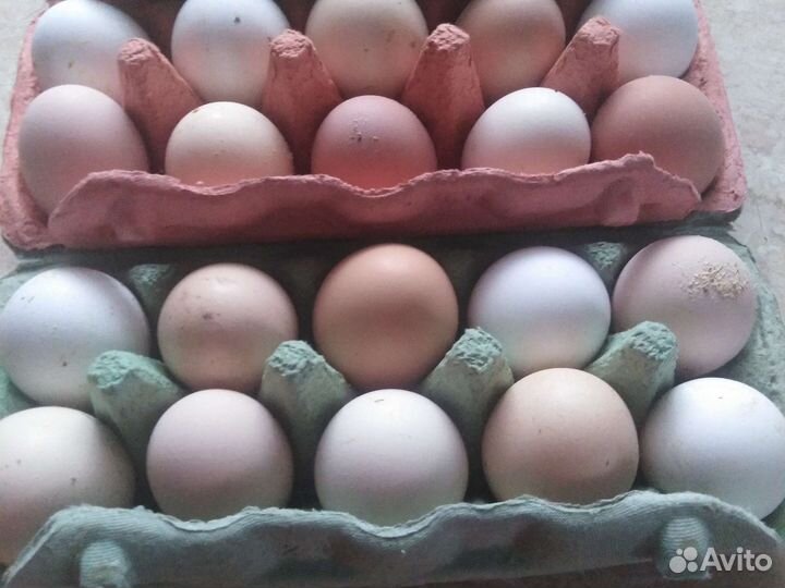 Инкубационное яйцо