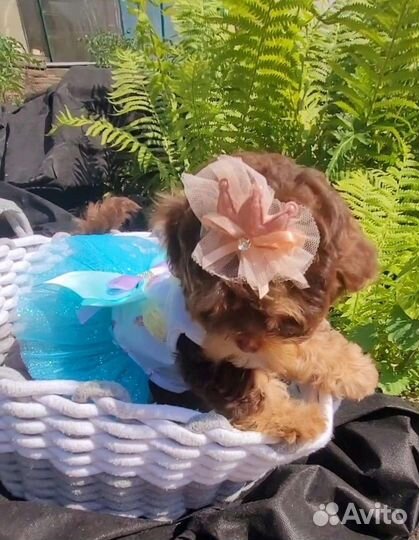 Эксклюзивчик микрро