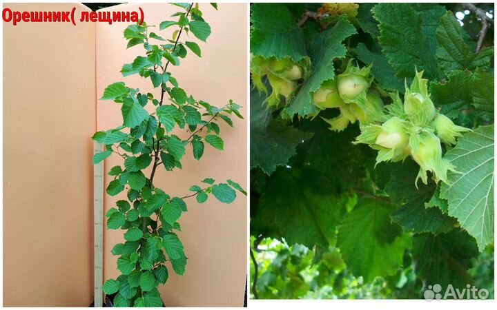 Саженцы растений