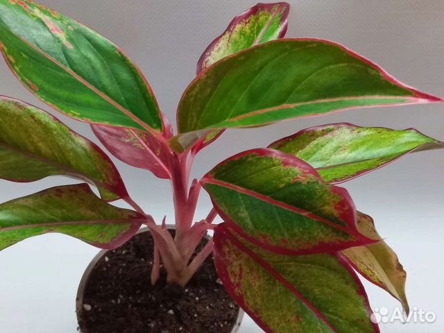 Аглаонема крит