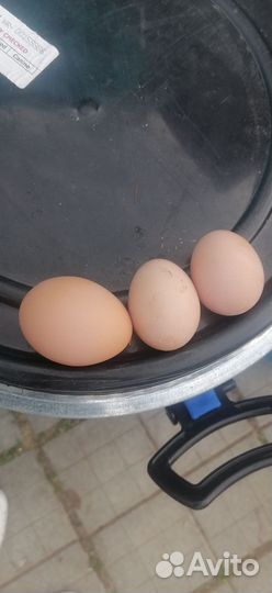 Домашние куриные яйца