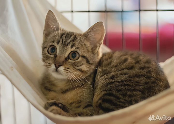 Котенок в добрые руки