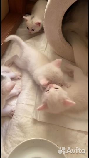 Кота для вязки ищу