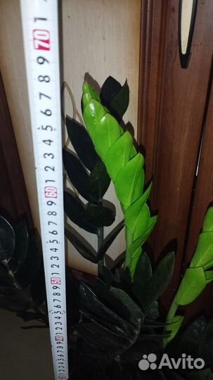 Замиокулькас черный равен