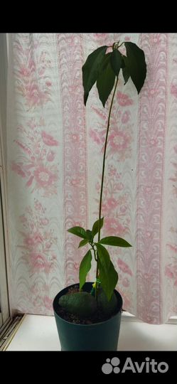 Авокадо растение