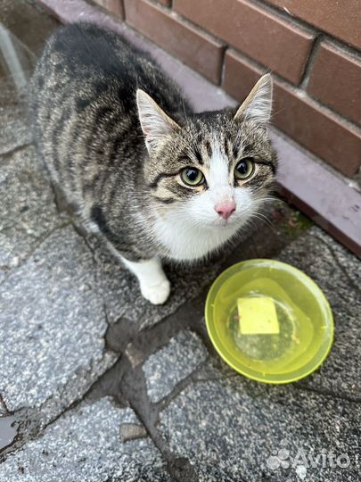 В добрые руки