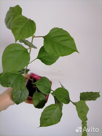 Бугенвиллия