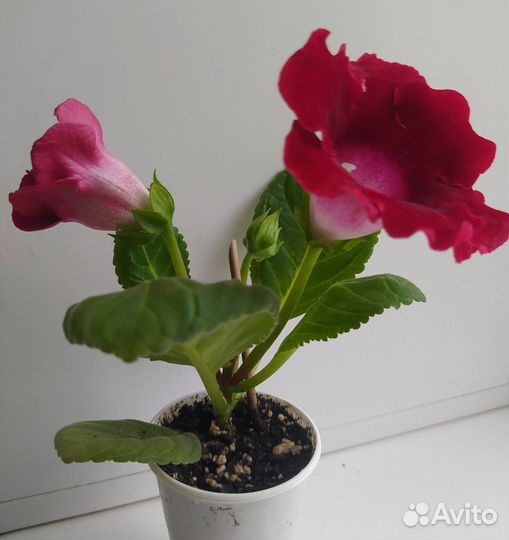 Глоксиния цветущая