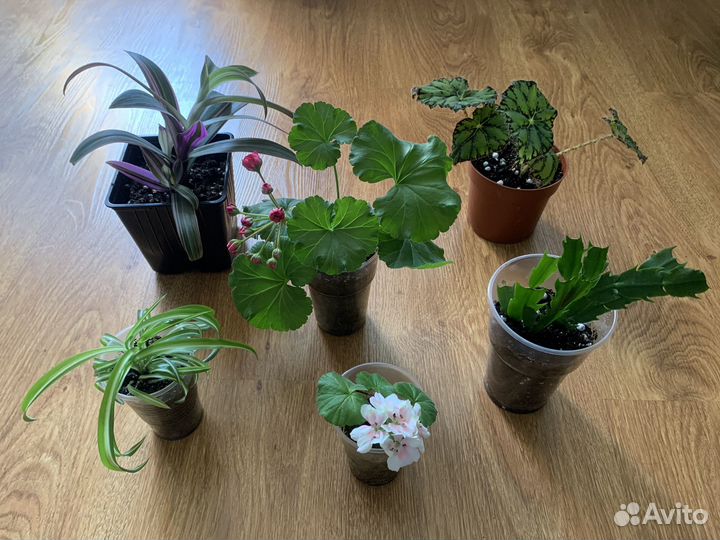 Комнатные цветы набором