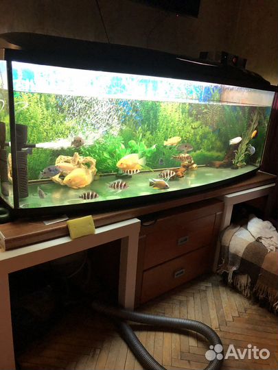 Аквариум + рыбки