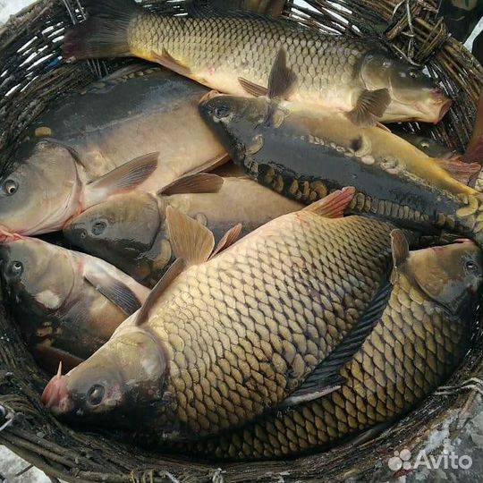 Живая рыба карп, сазан, карась, толстолоб и амур
